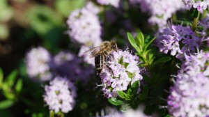 DSC02689.JPG (3.91 MiB) 58057 mal betrachtet wichtigste Mitarbeiterin