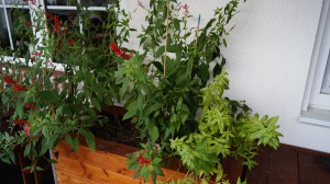 DSC02530.JPG (6.41 MiB) 48014 mal betrachtet Hochbeet in der Totalen