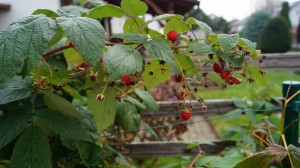 DSC02535.JPG (4.75 MiB) 48789 mal betrachtet Früchte in der Nahaufnahme